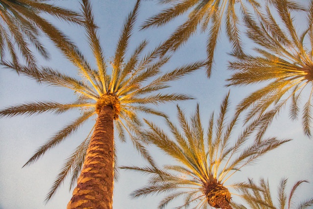 underside view of palm trees against grey-blue sky